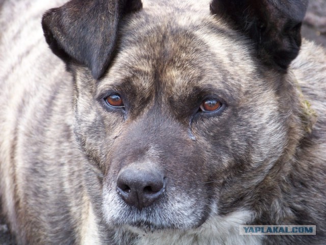 Подборка диких помесей собак