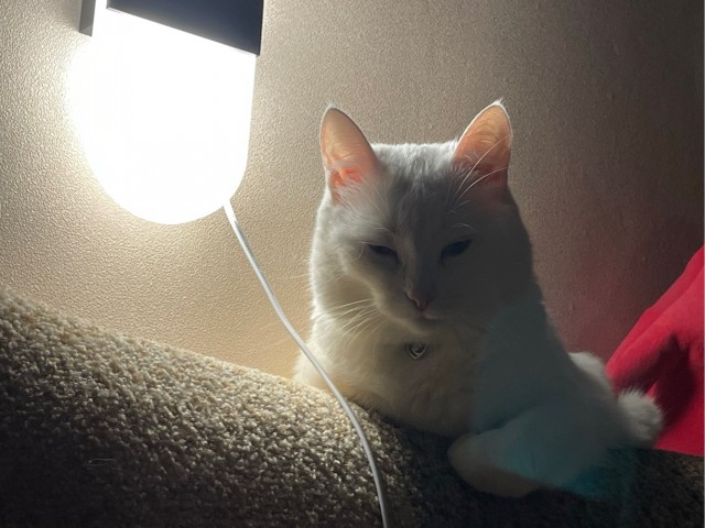 Котовторник. Февраль