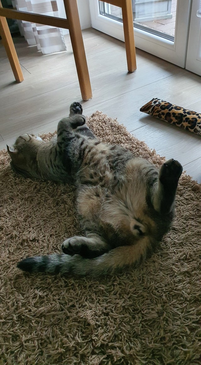Лето и коты