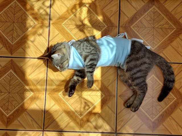 Котовторник 19.07.22