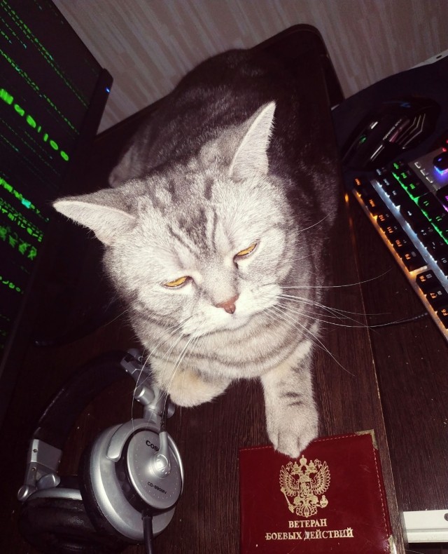К котовторнику