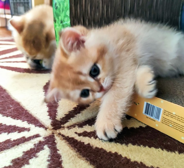 На котовторник