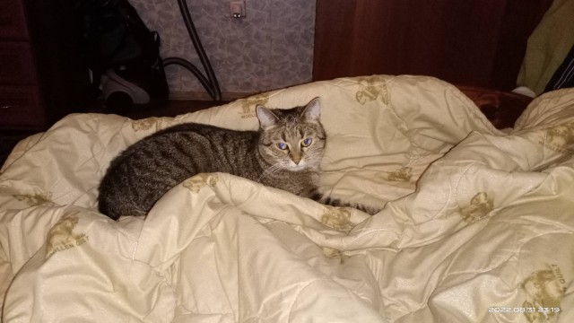 А как вы спите с котиком?