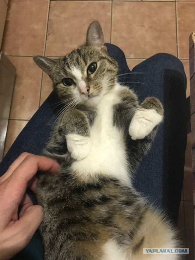 Без кота жизнь не та
