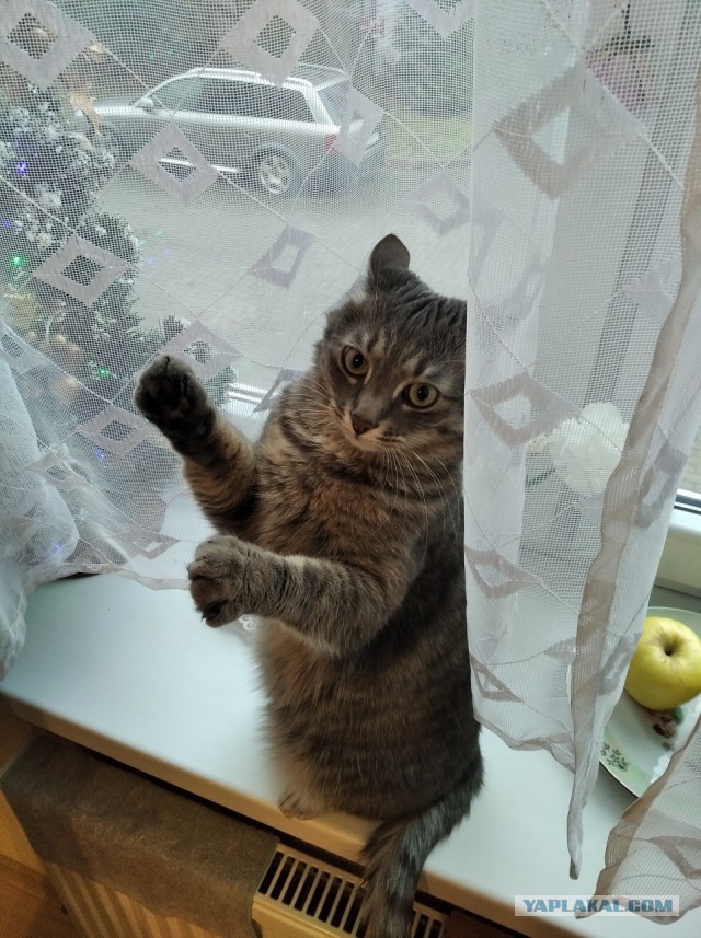 Котодракула