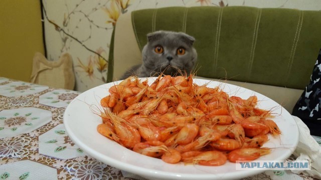 Всем здрасьте