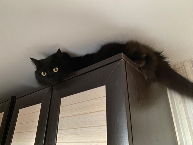 Котовторник