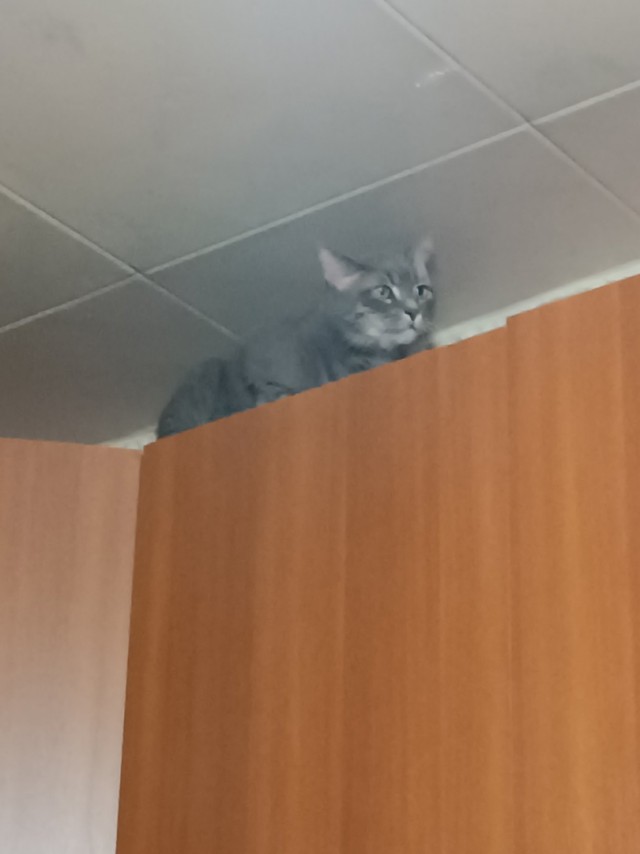 Алиска окотилась