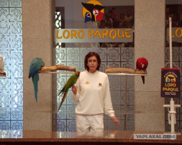 Хочу дачу на канарах!