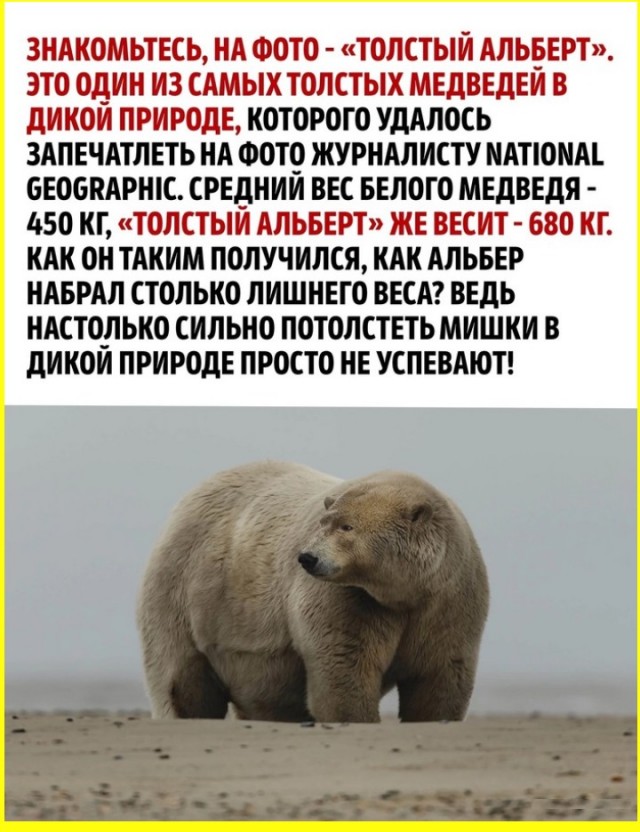 Толстый Альберт