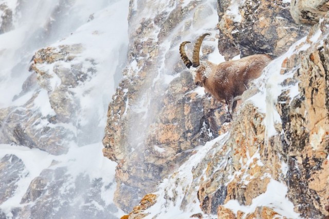 Трясогузки в небе и козёл в горах: победители GDT Nature Photographer of the Year 2024