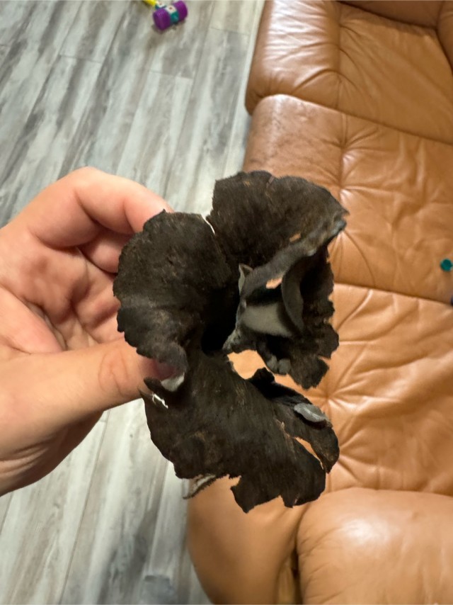 Что за гриб?