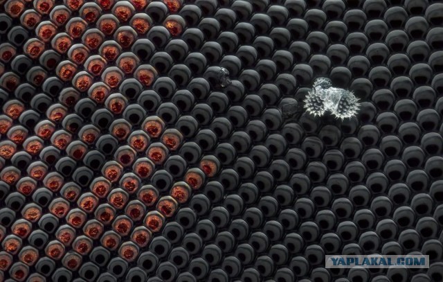 Жизнь под микроскопом: 11 победителей фотоконкурса Nikon Small World 2024