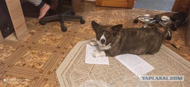 А давненько мы не выкладывали своих носатых друзей