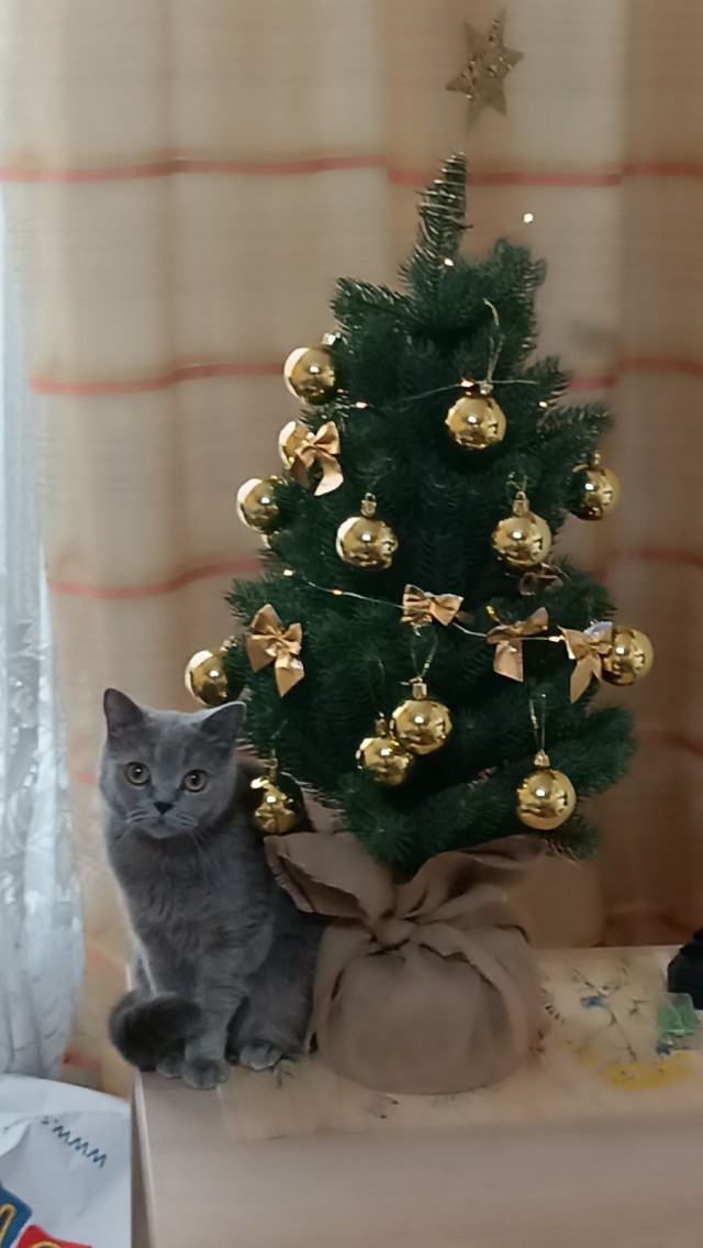 Котовторник 31.12.2024. Последний котовторник года