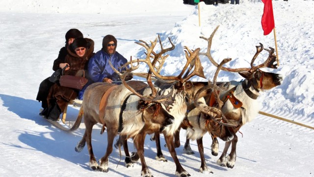 С днём оленевода!
