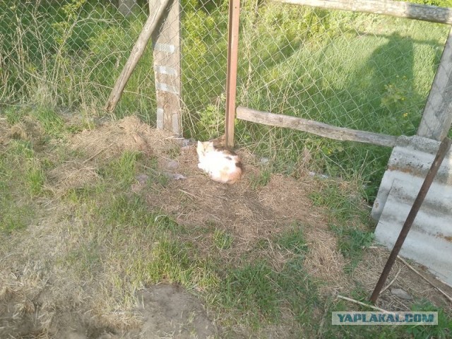 Жизнь домашнего приюта для котеек 544