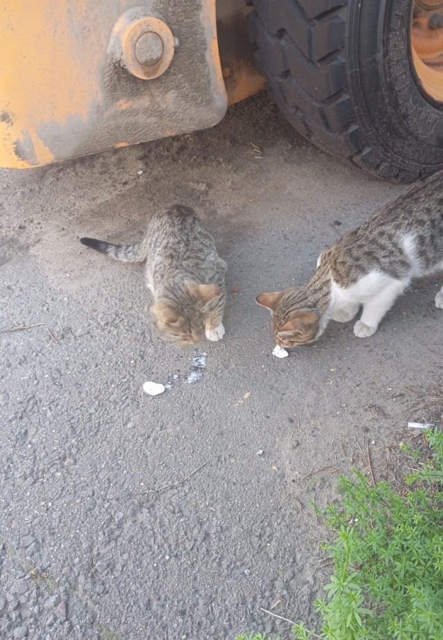 Котятки у автосервиса