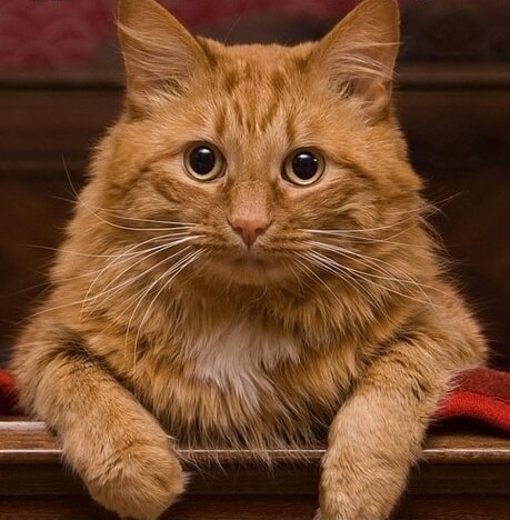 Обращение к ЯПовцам