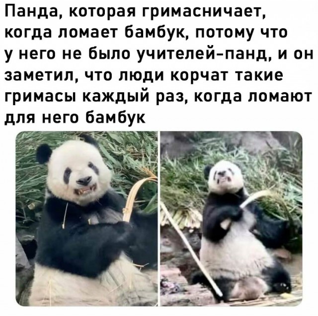 Панд вам немного