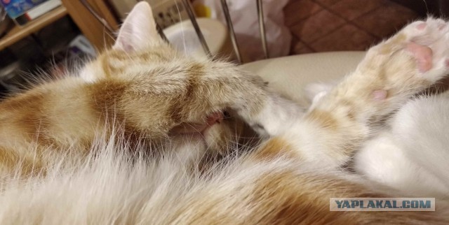 МоеЭ Котэ