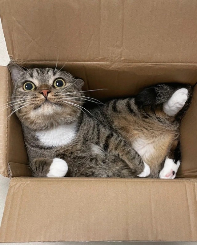 Котокоробковое