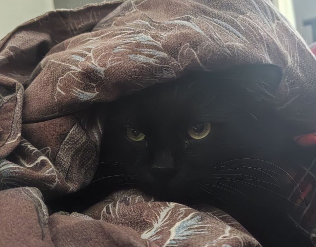 Спят усталые котейки