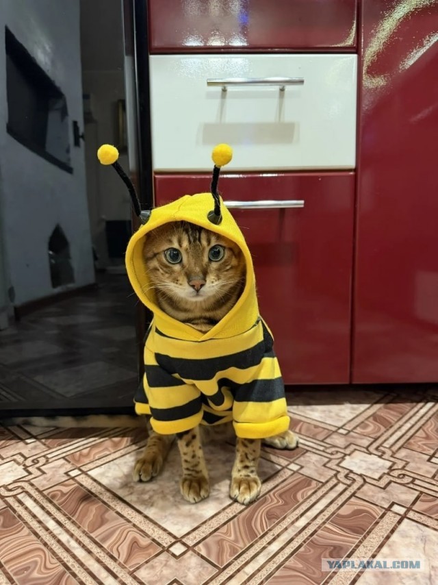 Котовторник. Маруселла.