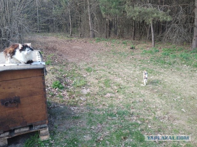 Жизнь домашнего приюта для котеек 577