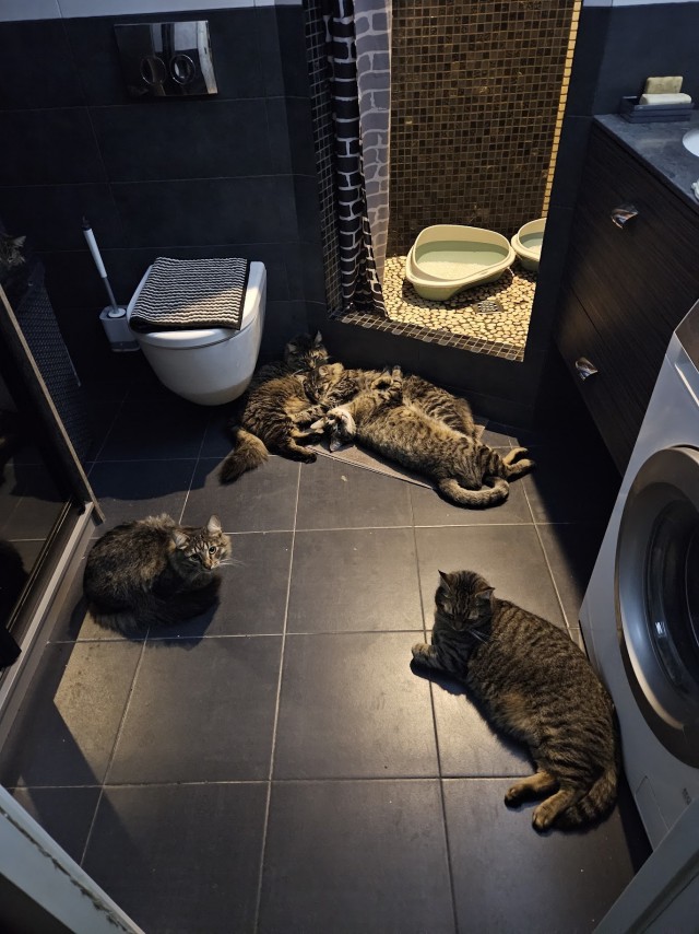 Женщина собрала для своей кошки игровой автомат