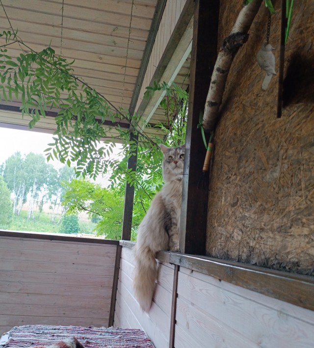 Котэвторник