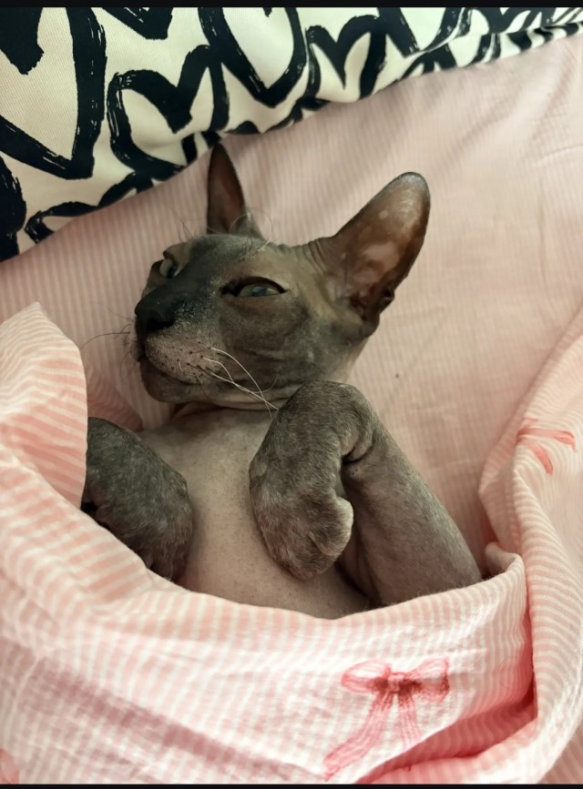 Степана вам в котовторник