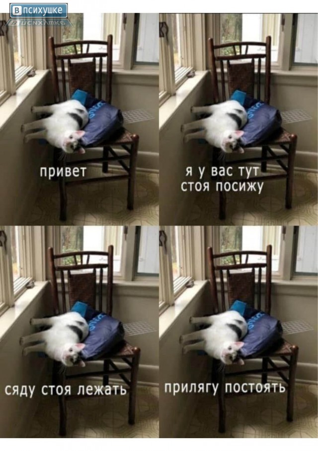 На уходящий котовторник