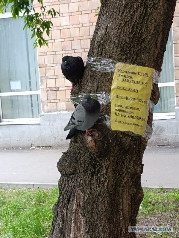 Одна картинка