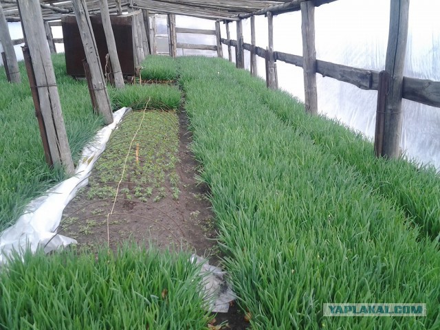 Любителям зелени