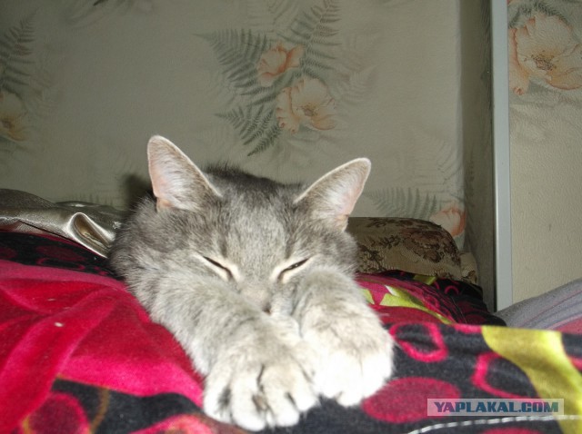 Котовторник 20.05.2014