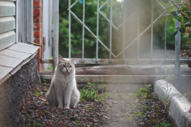 Котовторник 22.07.14