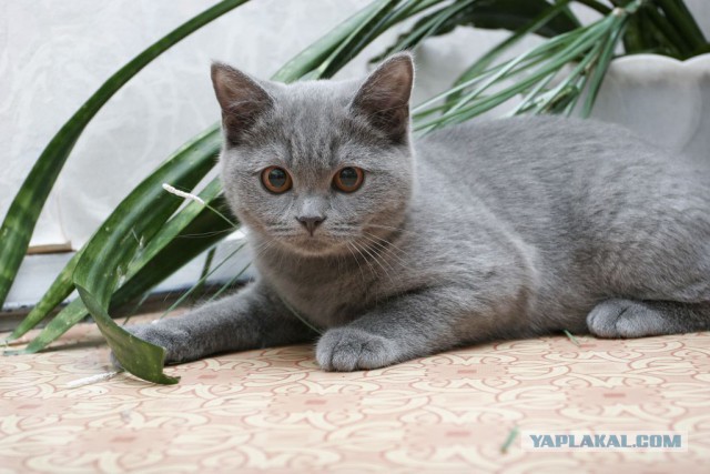Котовторник