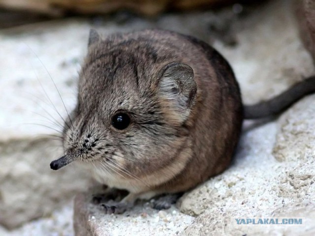 Есть следопыты на ЯПе?