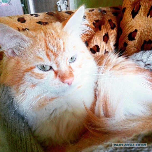 Самые популярные клички кошек и котов