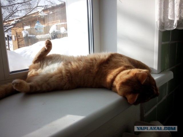 Котовторник 24.03.2015