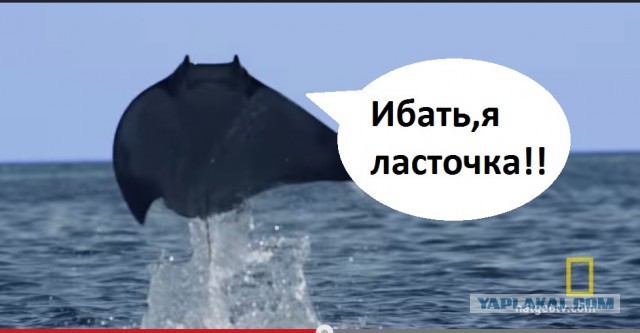 Невероятное событие в океане