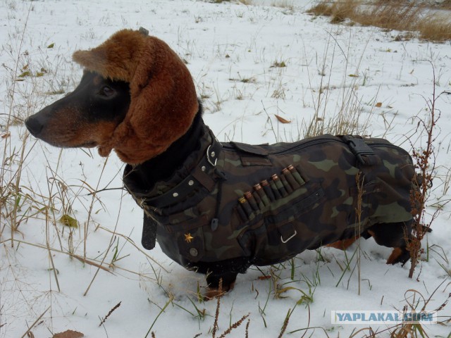 Животные. Мы к ним сильно привязаны?