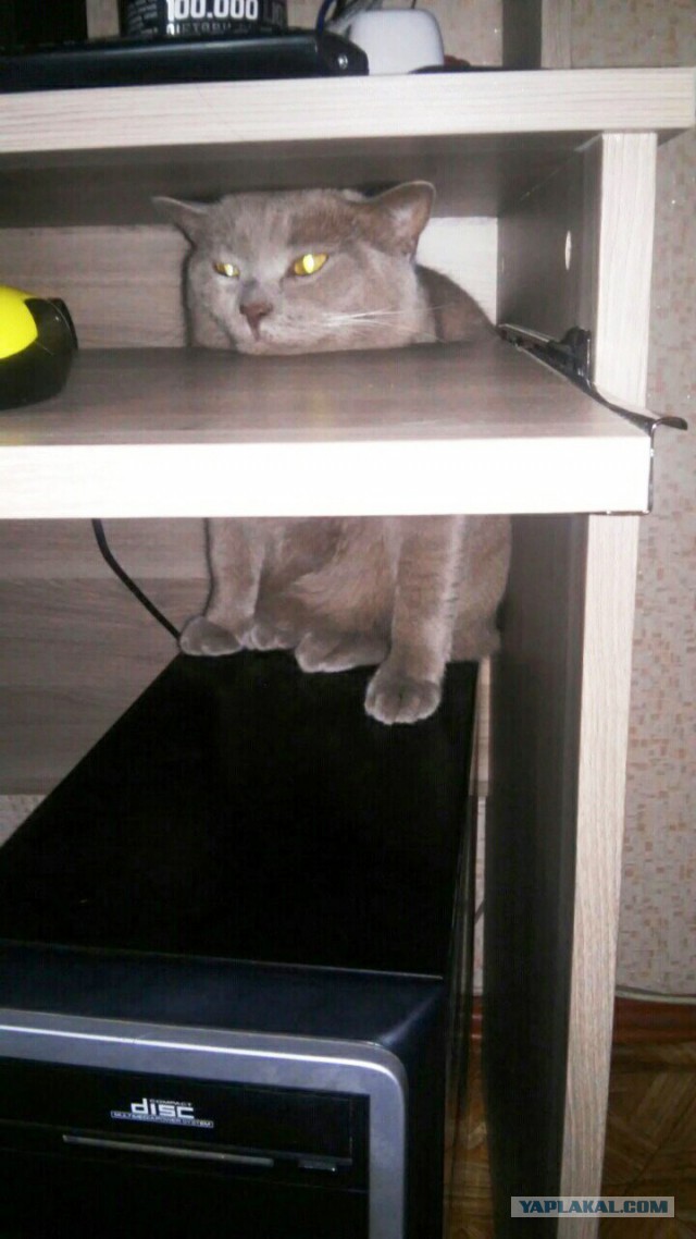 Котовторник наступил!:)