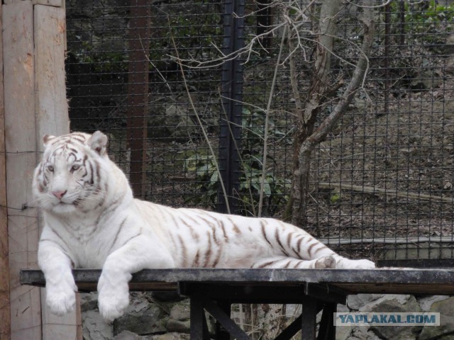 Дикий котовторник