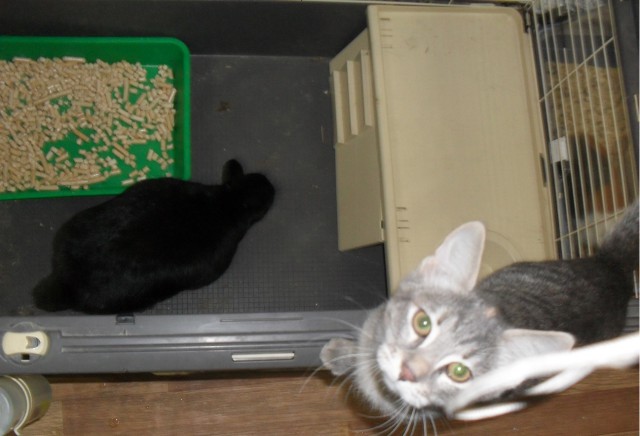 Котовторник 06.10.2015