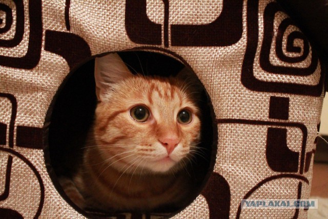 Котовторник
