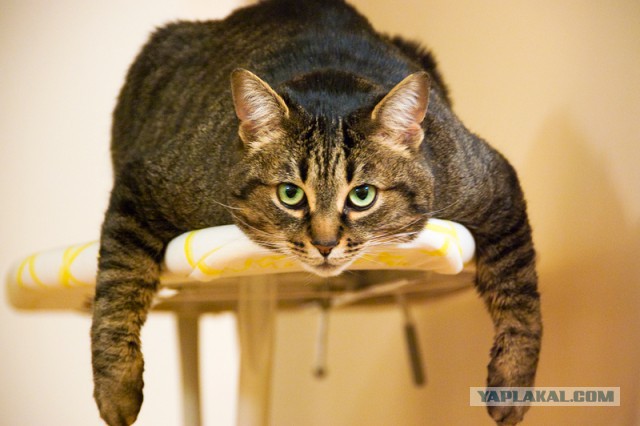 Удобная поза во время сна очень важна!