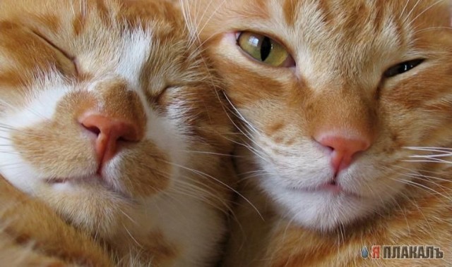 Коты, кошки, котята