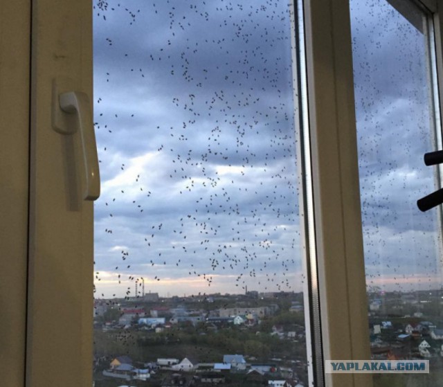 Клопоапокалипсис в Барнауле